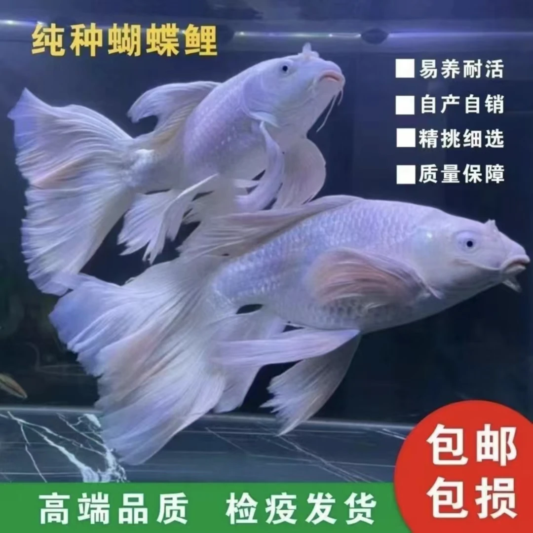 蝴蝶鲤精品台系纯种白色普身贵妃体观赏鱼养鱼饲养活体发货养殖