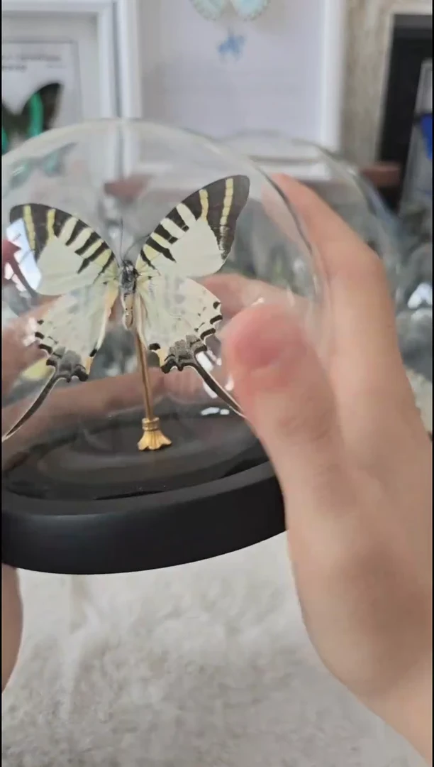 有机玻璃丝带凤蝶水晶球蝴蝶标本