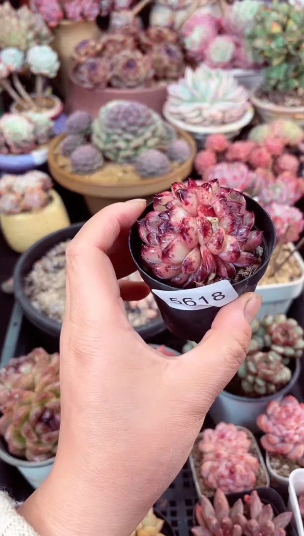 【闪购商品】5618多肉