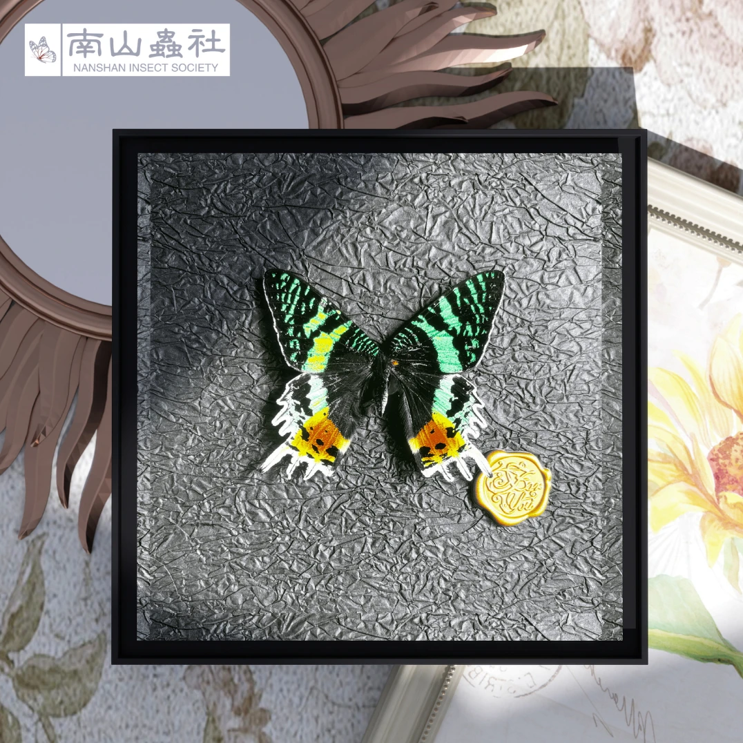 太阳蛾日落蛾真蝴蝶标本装饰画玻璃木质相框原创设计小众礼物高档