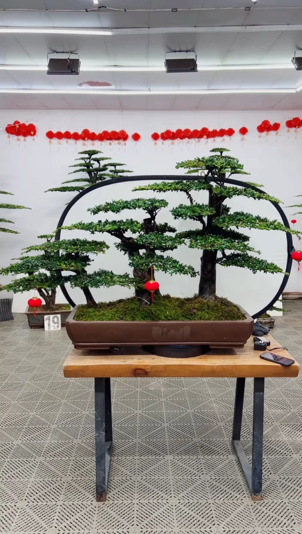 【闪购商品】盆景盆景