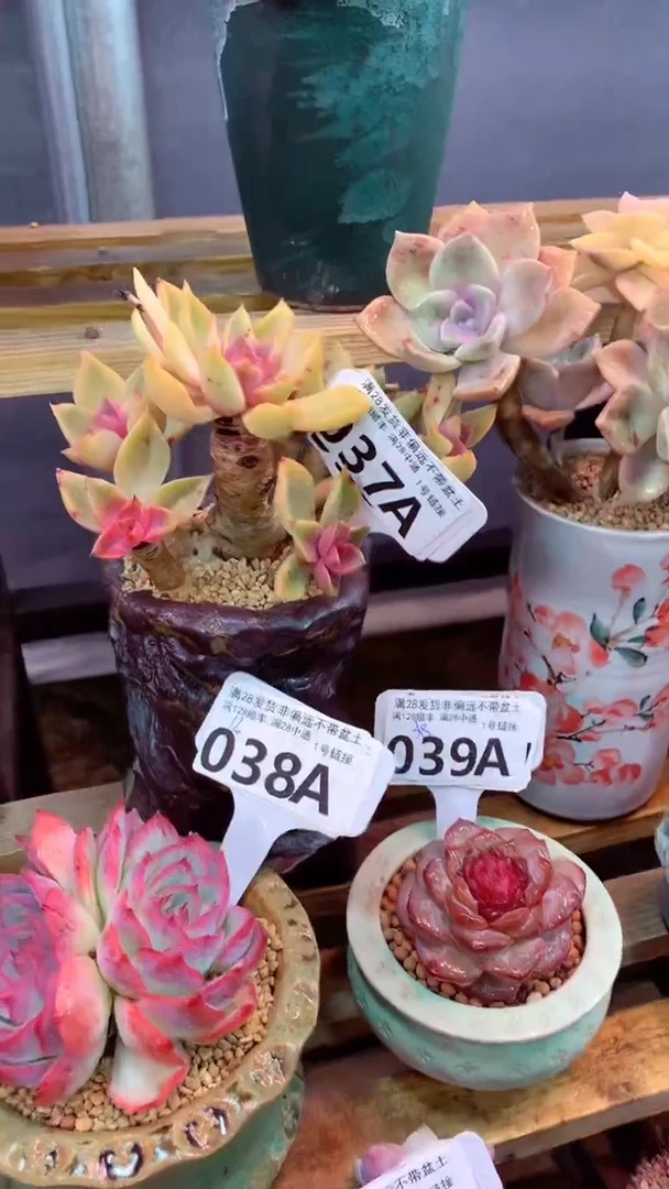 037A 紫气东来（一物一拍实付满28发货，默认不带盆土）