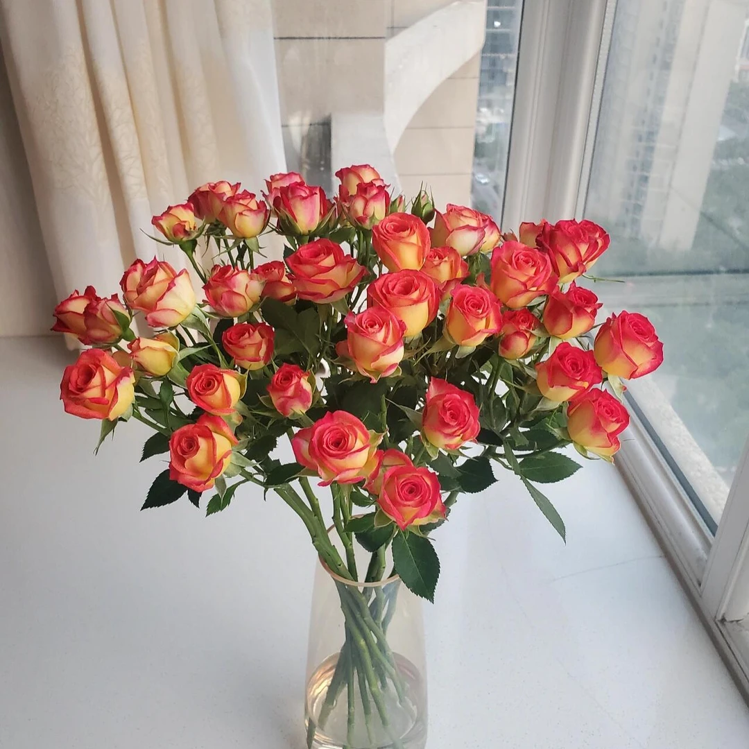 【花千氧】多头爱丽丝鲜花玫瑰花束园艺高品质送闺蜜装饰水养教师节