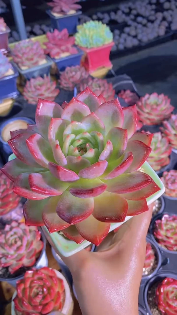 B41-夜魔侠母本绿体大单头脱土发（量拍）