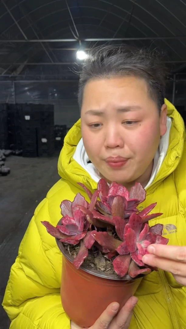 【闪购商品】34-三头起钻石锦19.99