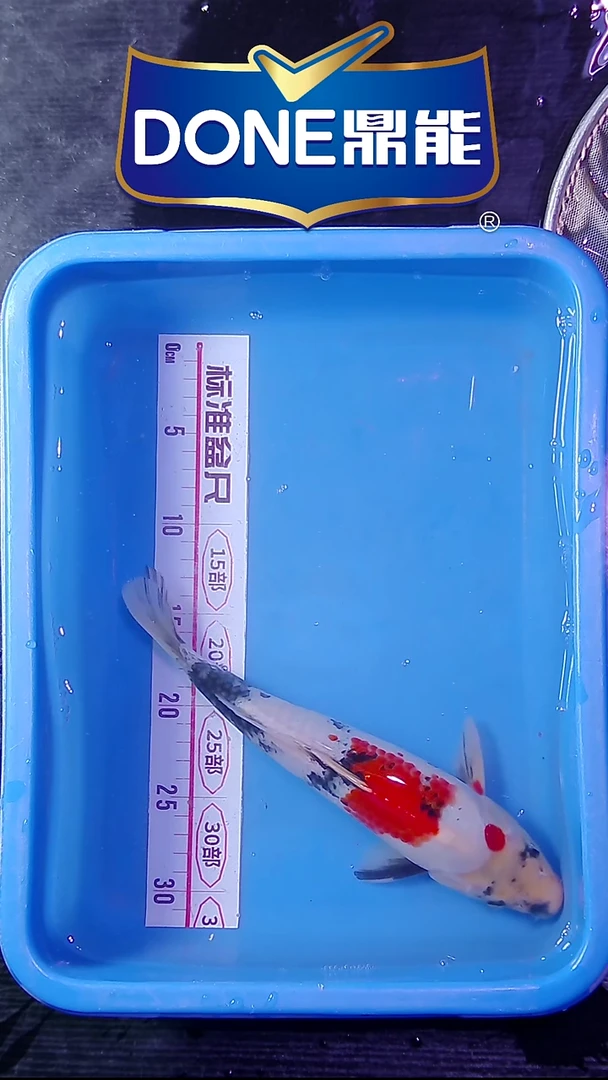 锦鲤鱼悦鱼乐 直播间菁选 对版发货 1号