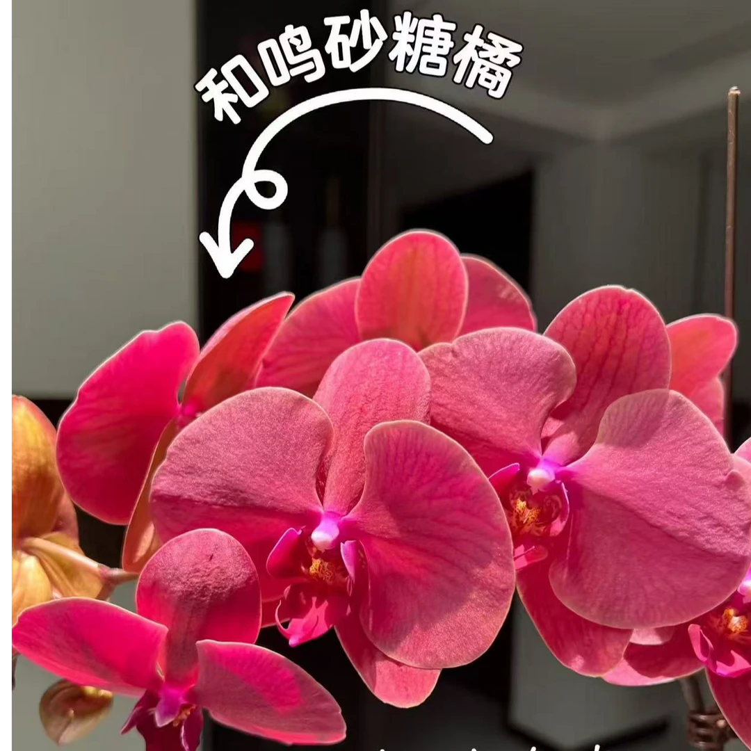 微瑕疵【砂糖橘】3.5寸有花剑无花（有剪自然梗）蝴蝶兰
