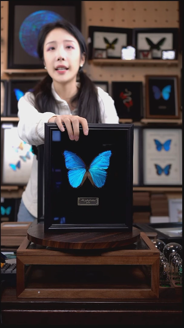 大蓝闪蝶黑绒底版10寸欧式框（带证书）