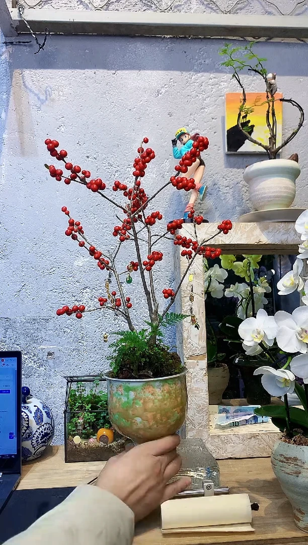 大部分花苞少量开放小众蝴蝶兰艺术盆景一物一拍