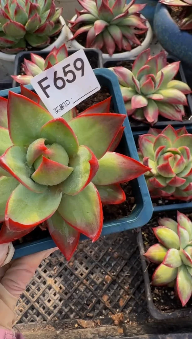 F659惊鸿仙子（裸根发货）