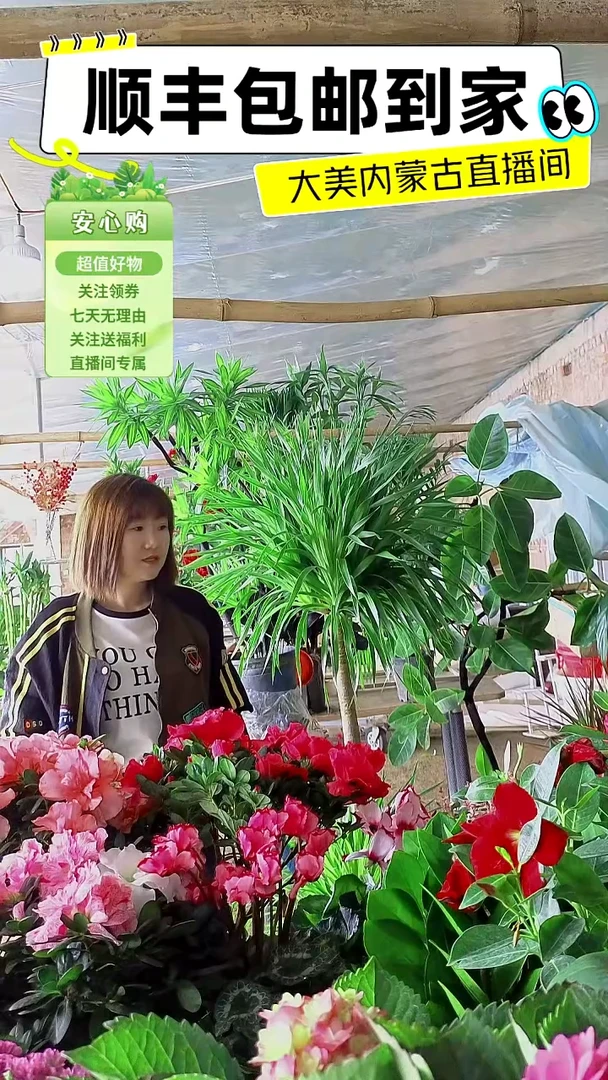 完全开放双层龙血