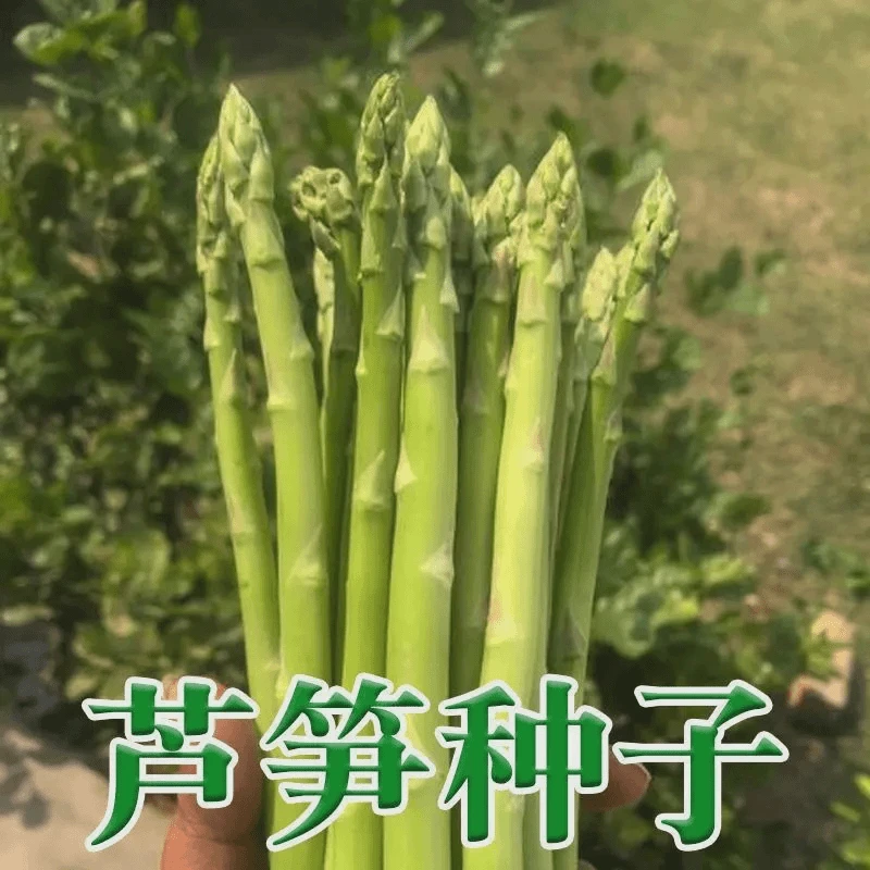 四季芦笋种子蔬菜种籽种根种苗种植庭院盆栽南