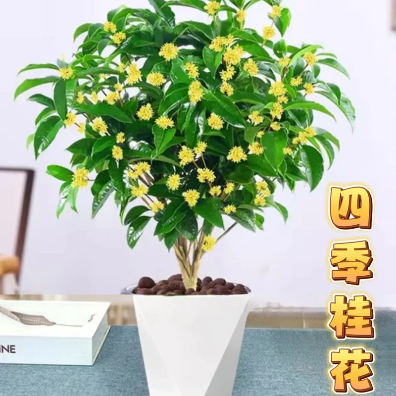 {带花}四季桂花树盆栽带花苞浓香型室内外庭院好养花卉绿植
