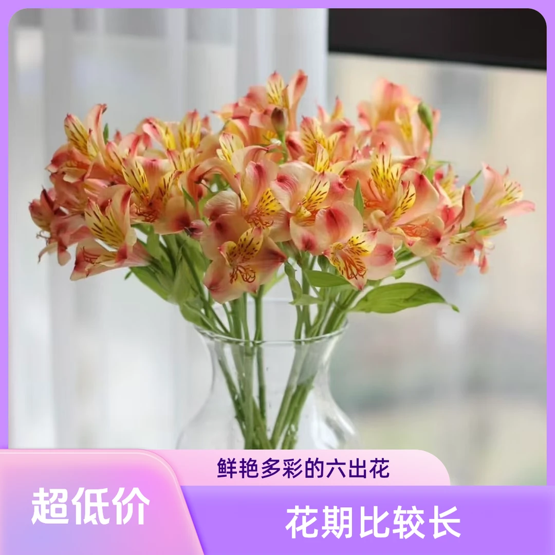 【春寻花卉】水仙百合 花朵好似水仙花期比较长