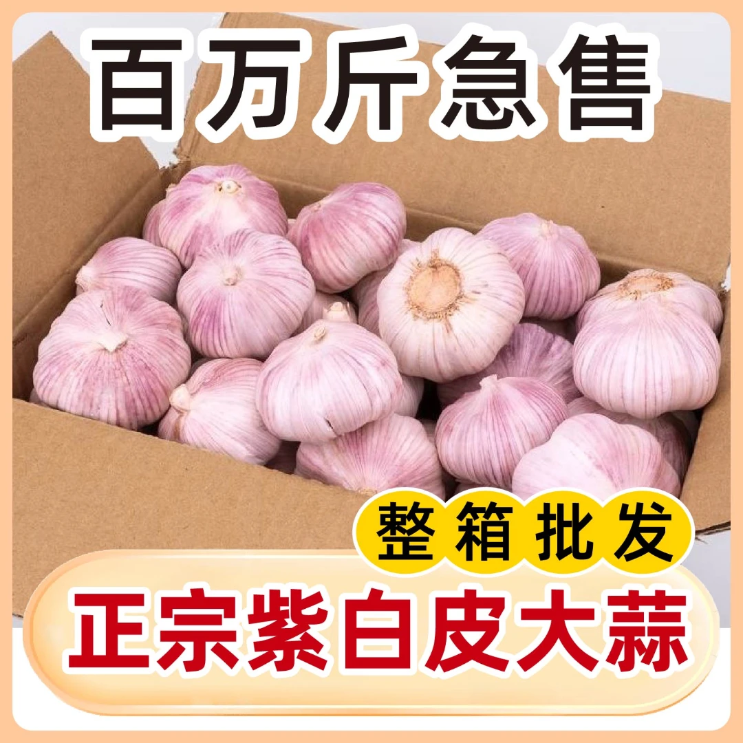 正宗紫白皮大蒜新鲜干蒜农产品生鲜特产LQ2