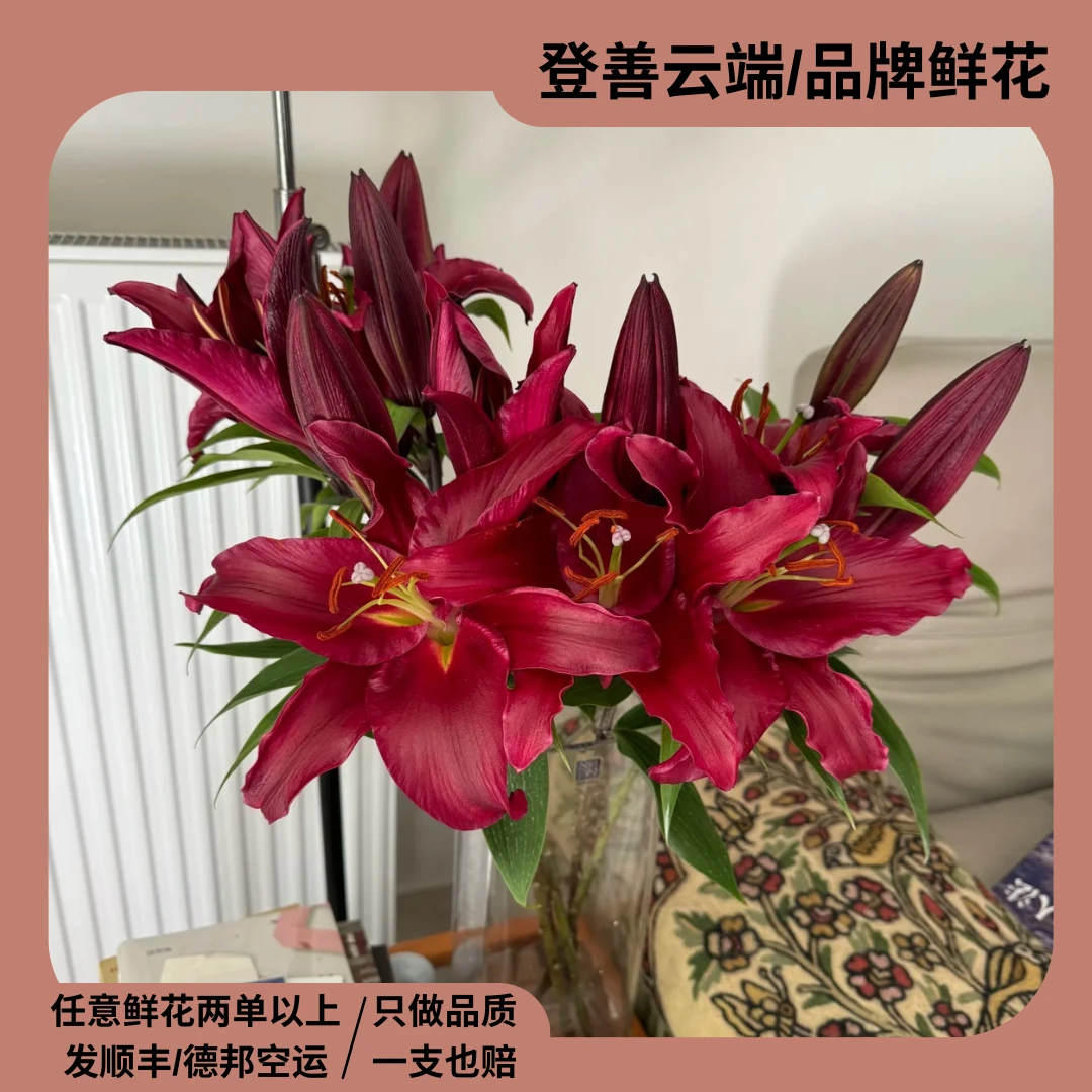 【登善云端】火石单瓣百合花云南水培云南昆明鲜花直发家居鲜花
