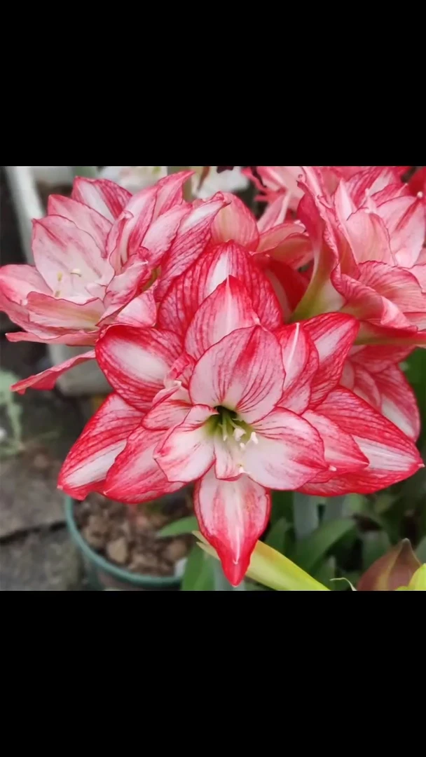 朱顶红霞光5厘米