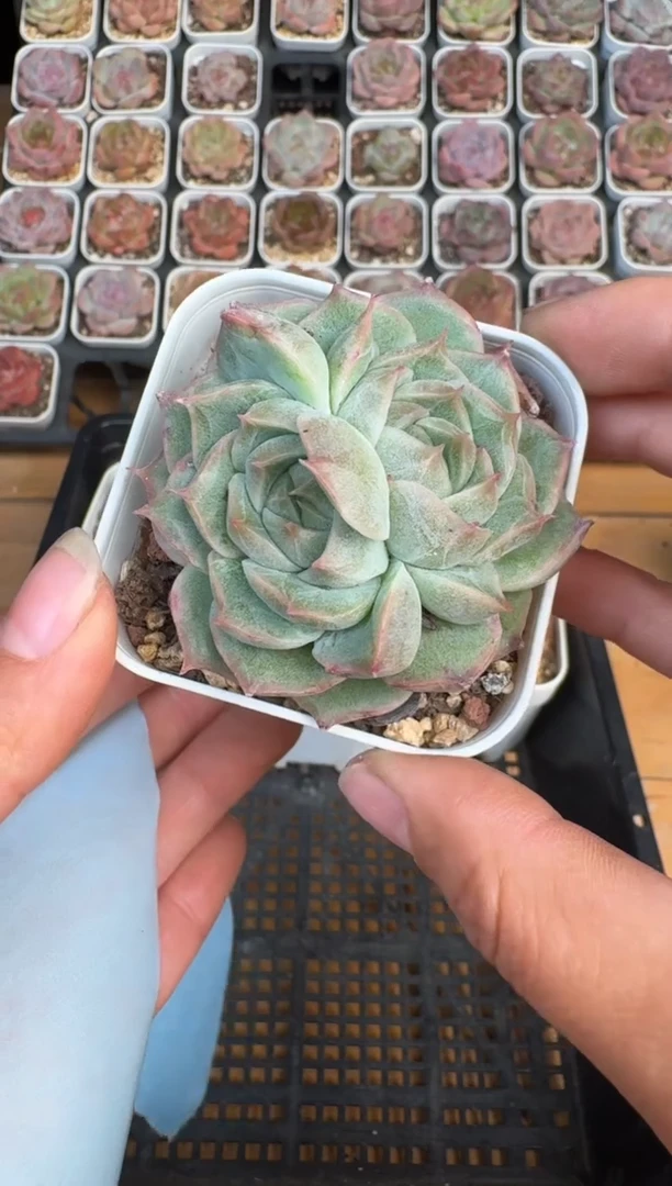 245Z珍妮多肉(6.5cm杯）一物一拍 带盆土发