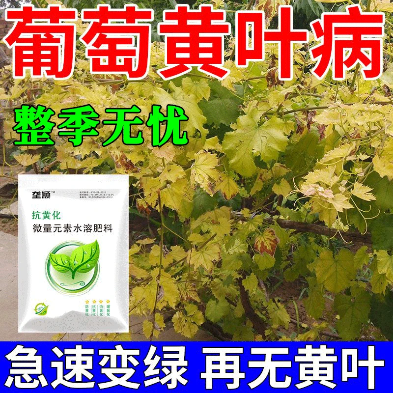 葡萄树黄叶专用水溶肥料葡萄黄化卷叶干叶枯萎一喷绿葡萄树专用肥