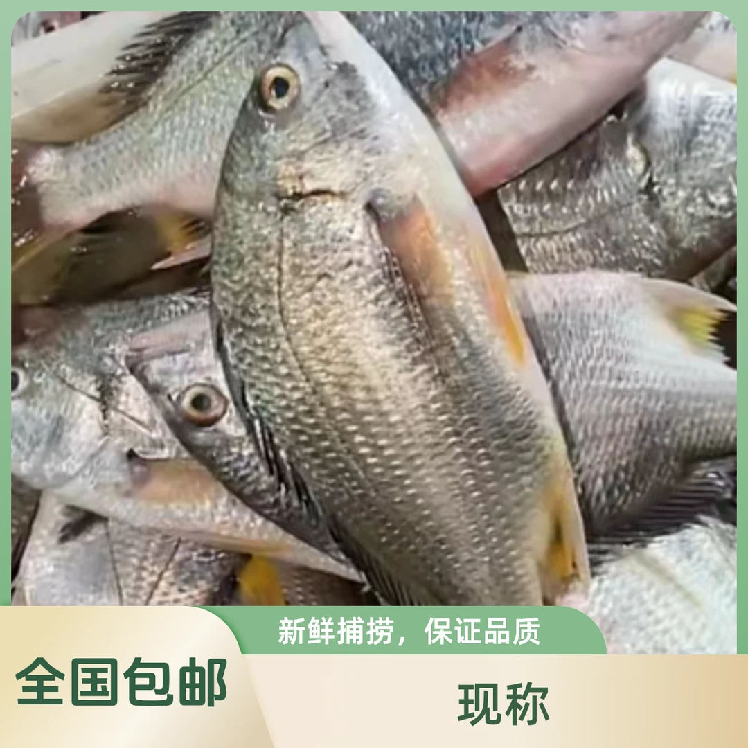 北海 表弟直播间 现称 杂鱼