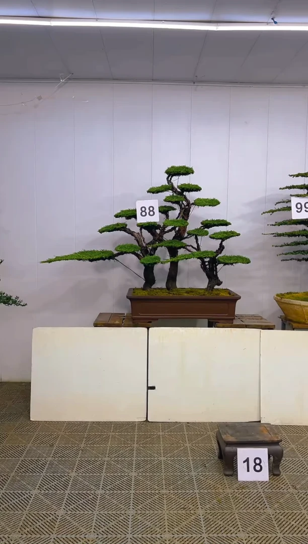 无花朵一物一拍一物一拍