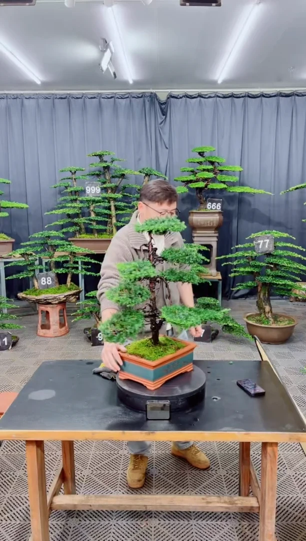 无花朵盆景......