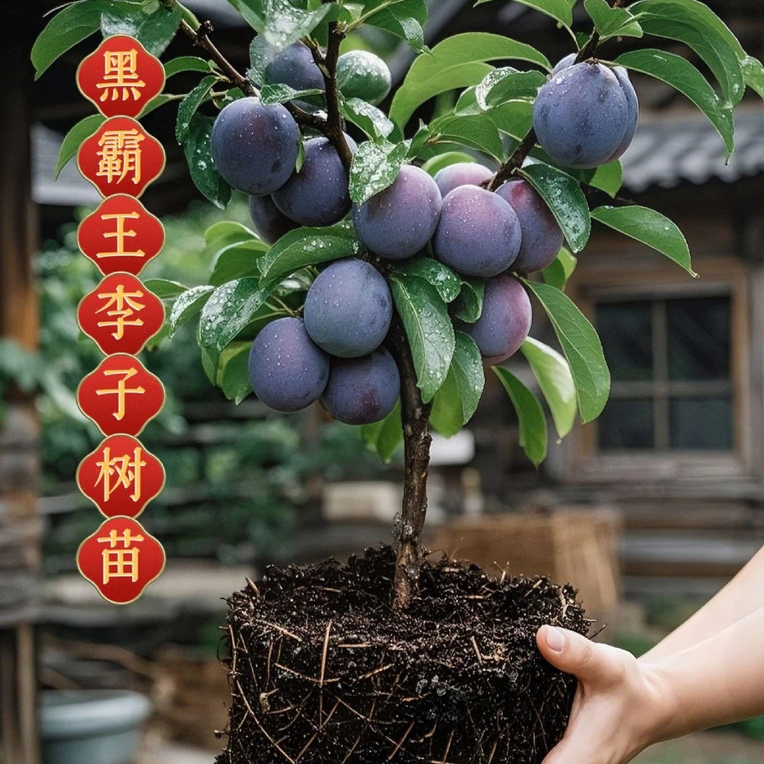 黑霸王李子树苗黑布朗李黑布林树苗嫁接果树苗李子苗（带土带叶子）