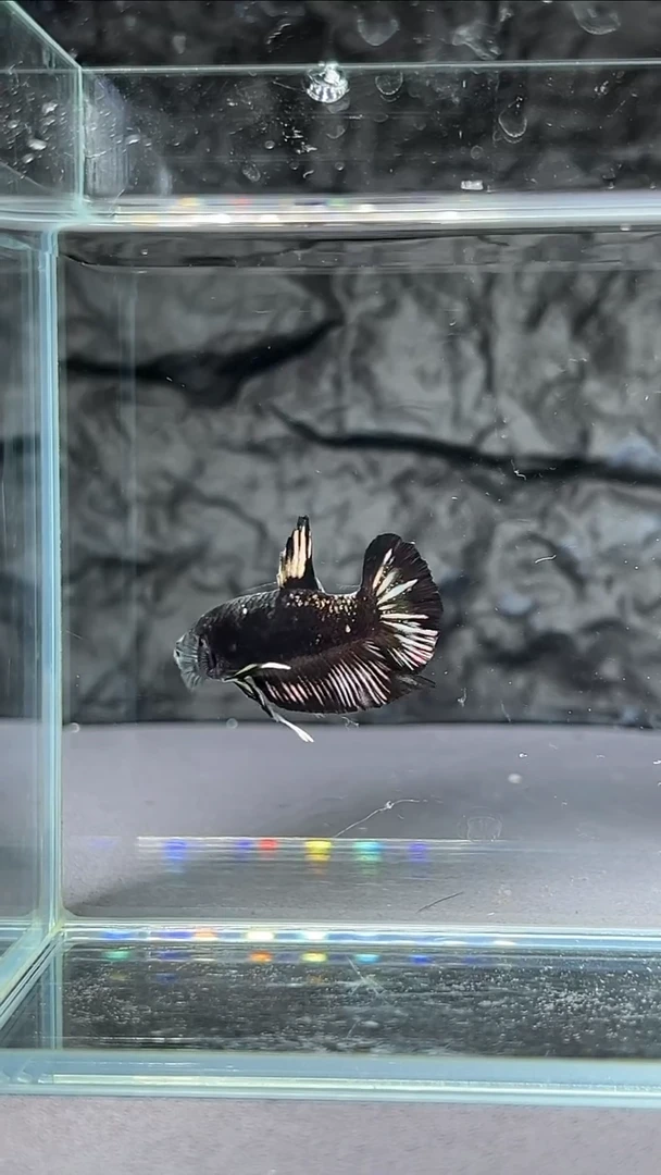 斗鱼竞拍链接A102