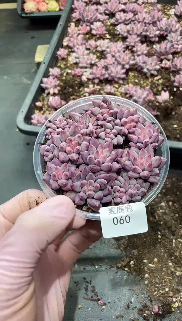 060车厘子      量拍