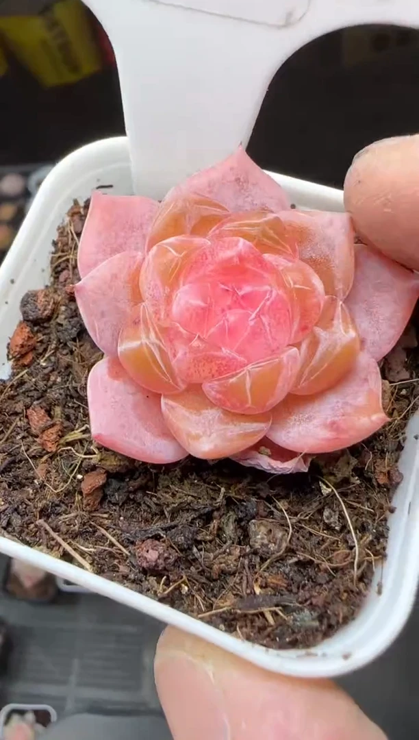 【闪购商品】一物一拍0115—438