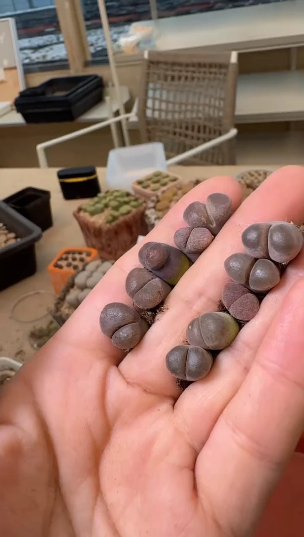 彩****16-243多肉植物肉锥