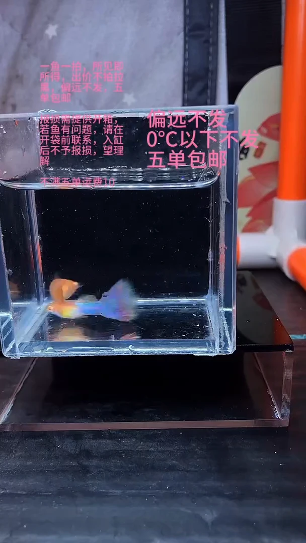 孔雀鱼孔雀鱼 17