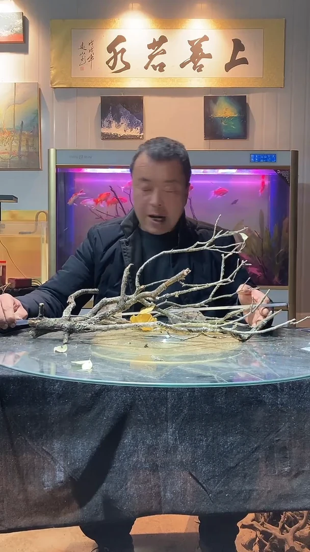 130号天然黄栎木一组长59适合60-70缸