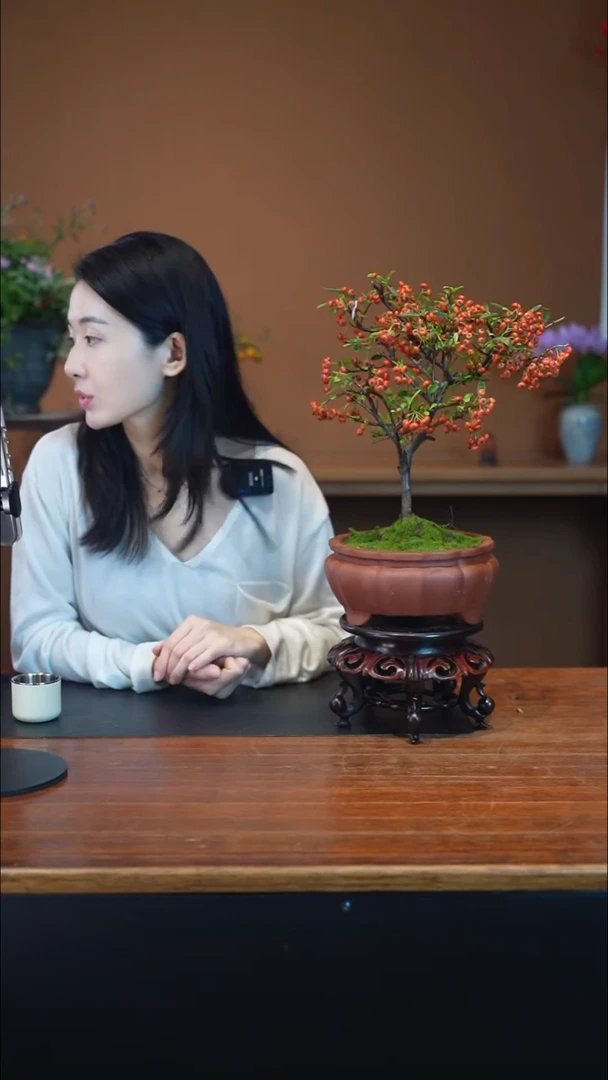 全部花朵火棘盆景盆景盆景