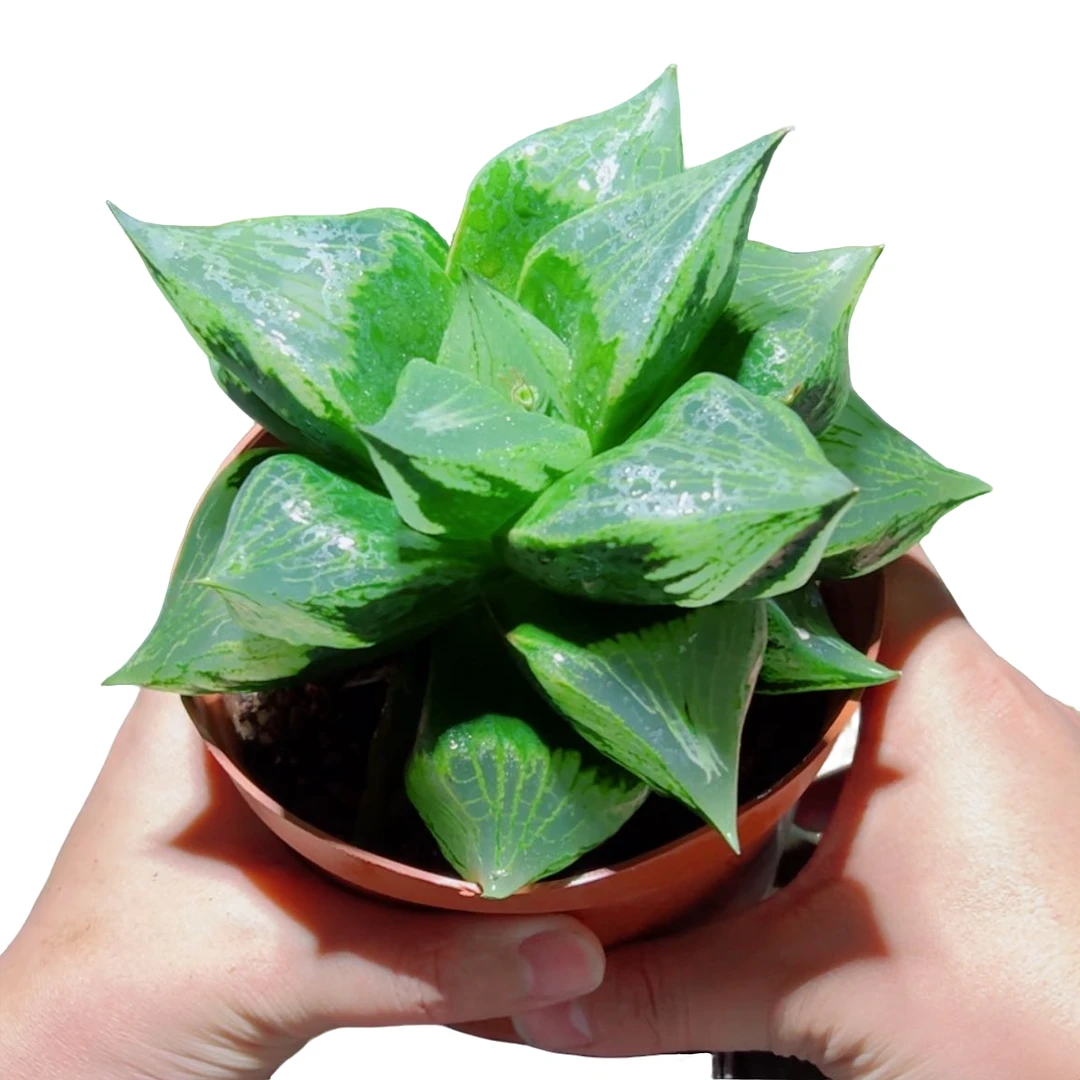 巨无霸裹般若【满18包邮】