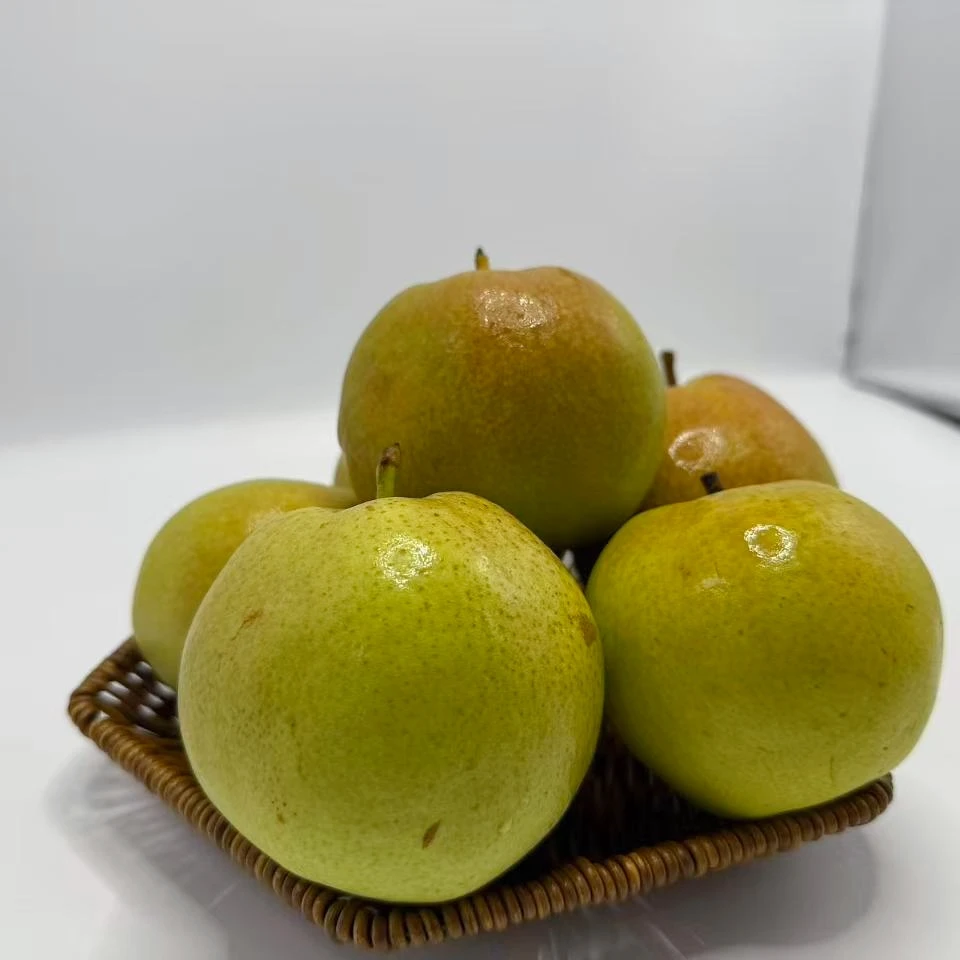 宝月香山西隰县玉露香梨