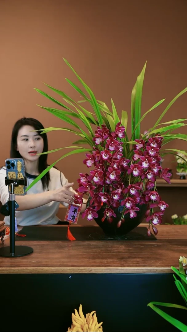 【闪购商品】盆景小紫
