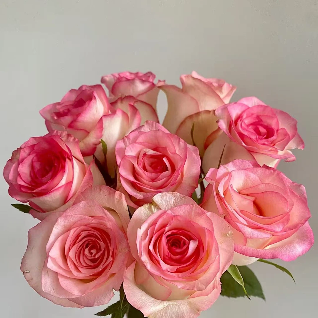 【美好假日】艾莎玫瑰10支