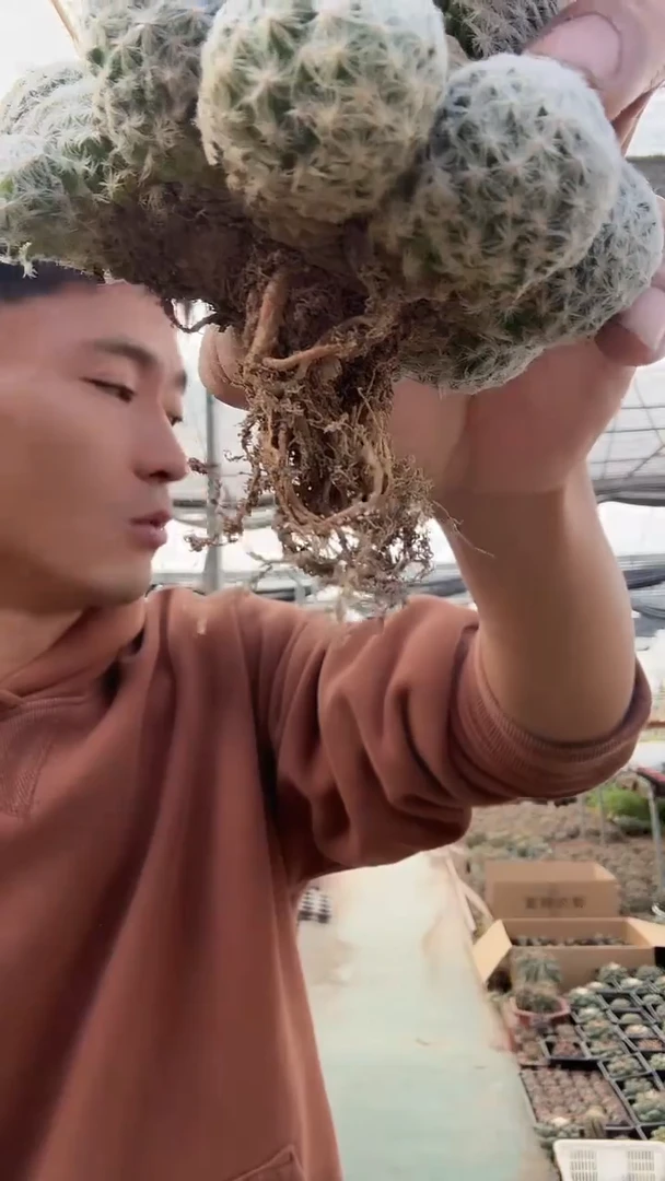 姬春星不带盆土15.99