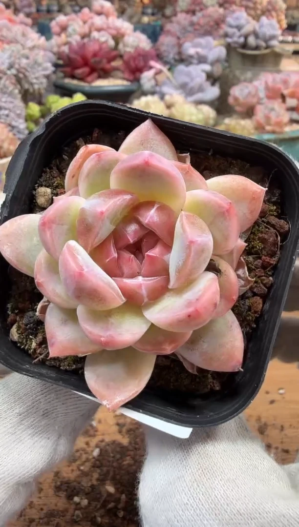 东云多肉园三店-128