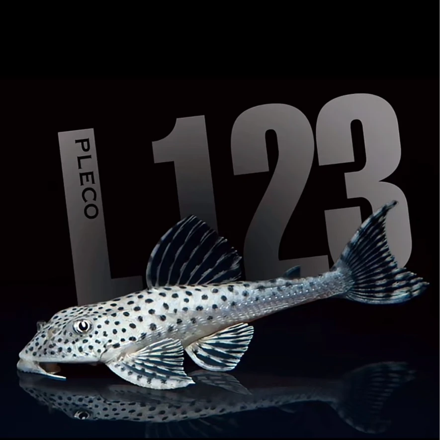 【大观园】L123白金黑芝麻异型鱼