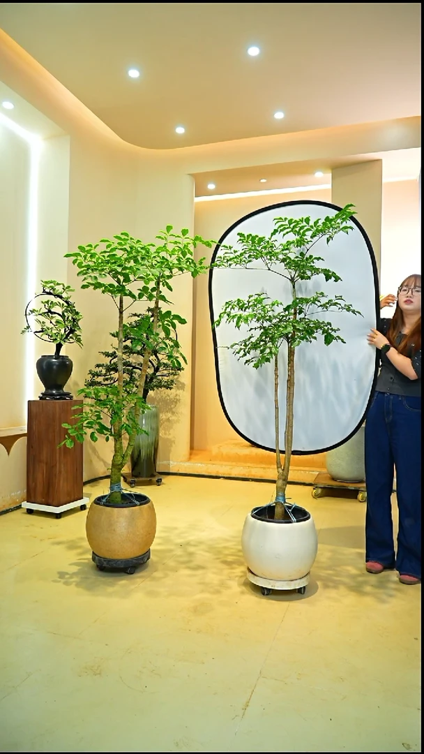 不开花植物丫*一物一拍落地款幸福树