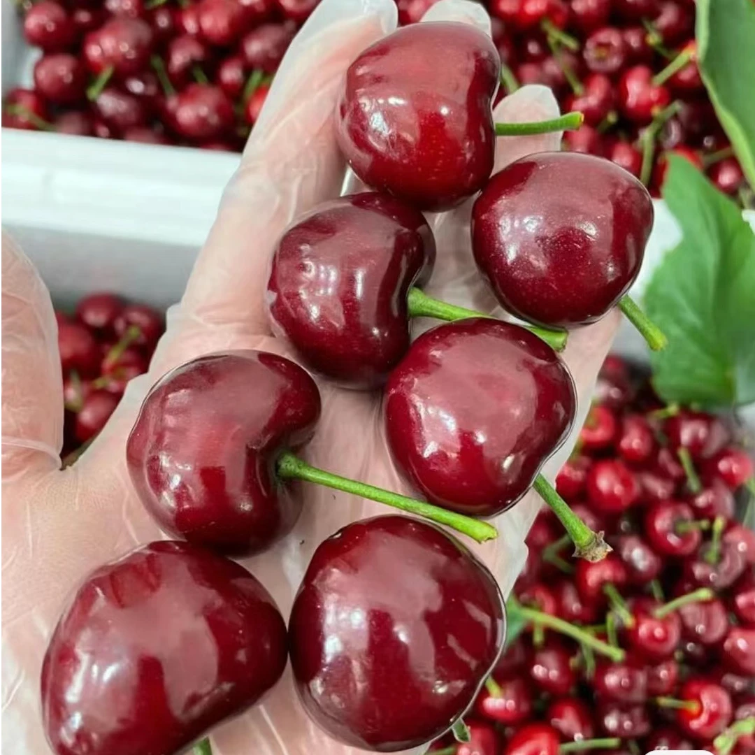 烟台【美早】大樱桃车厘子 孕妇水果 新鲜采摘 彩箱礼盒 zr