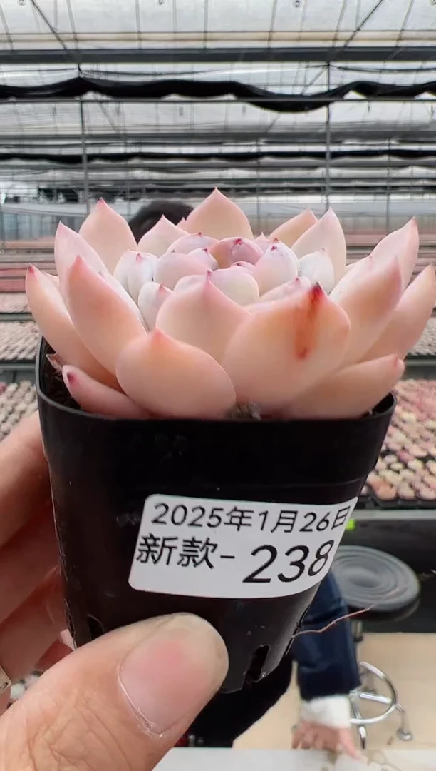 【闪购商品】新款多肉238