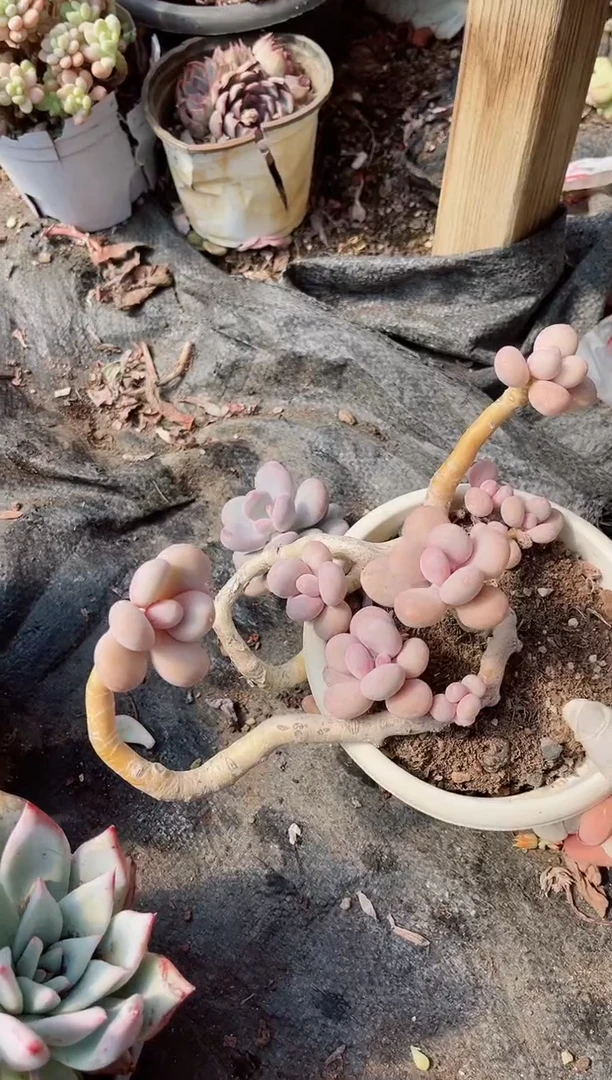 【闪购商品】12263