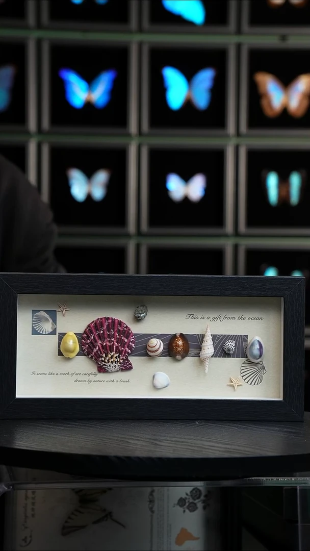 海洋标本组合摆件