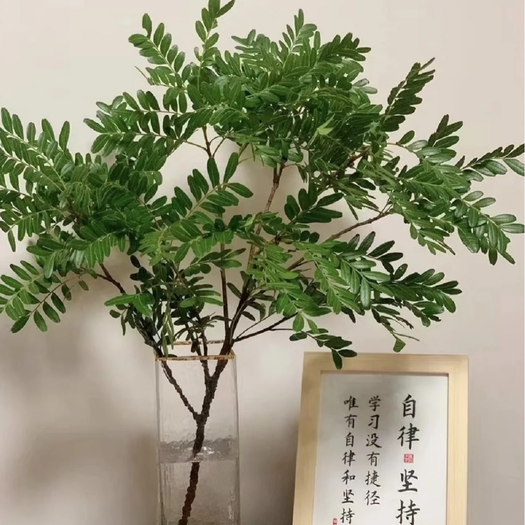 【次日达·清香木】一把清香木AB级