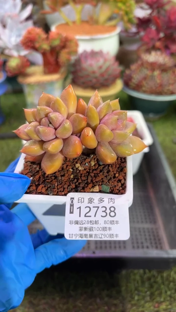 【闪购商品】12738