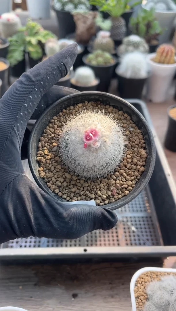 【闪购商品】专拍乌月丸