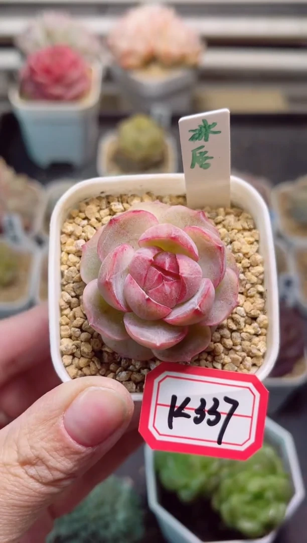 【闪购商品】K337冰唇一物一拍